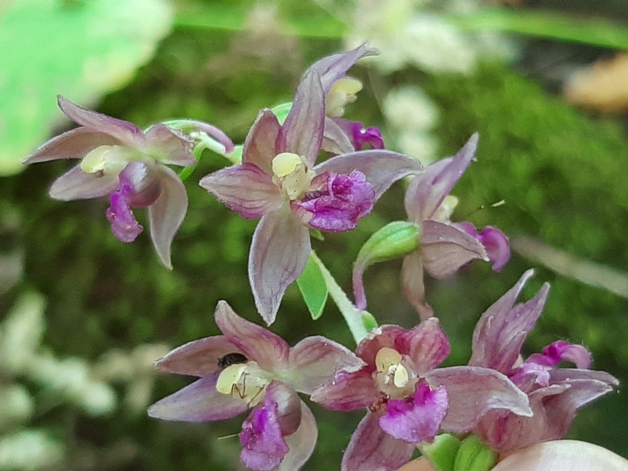 Epipactis microphylla