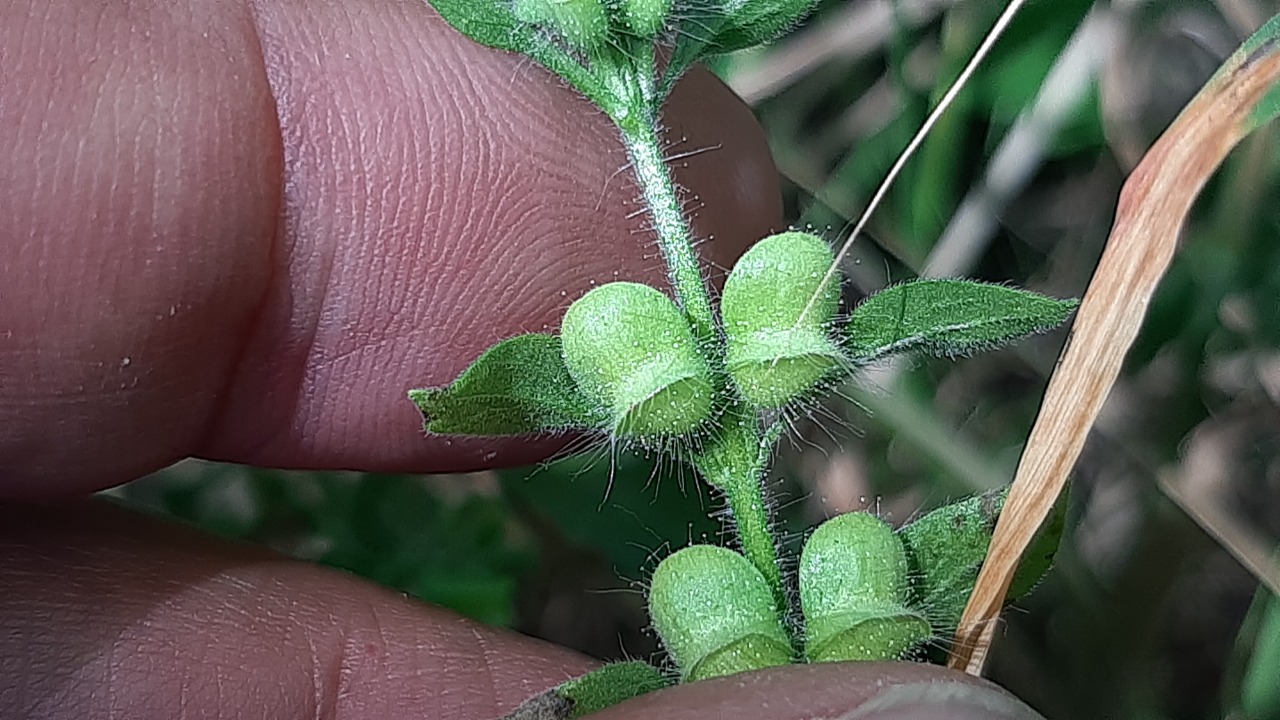 Scutellaria albida