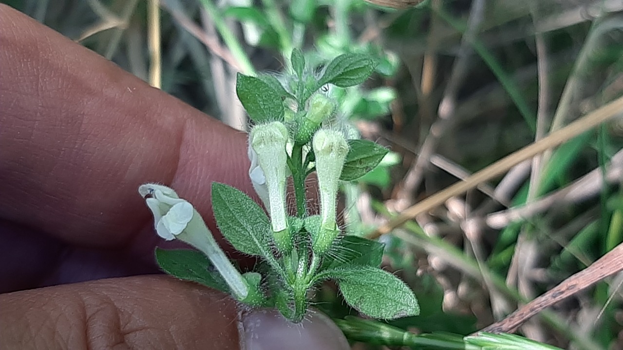 Scutellaria albida