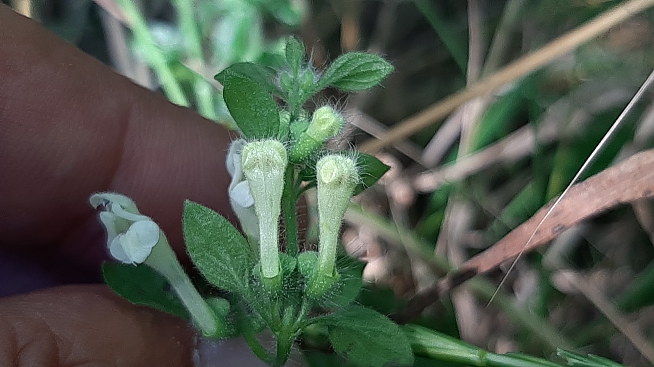 Scutellaria albida