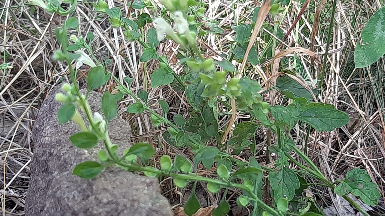 Scutellaria albida