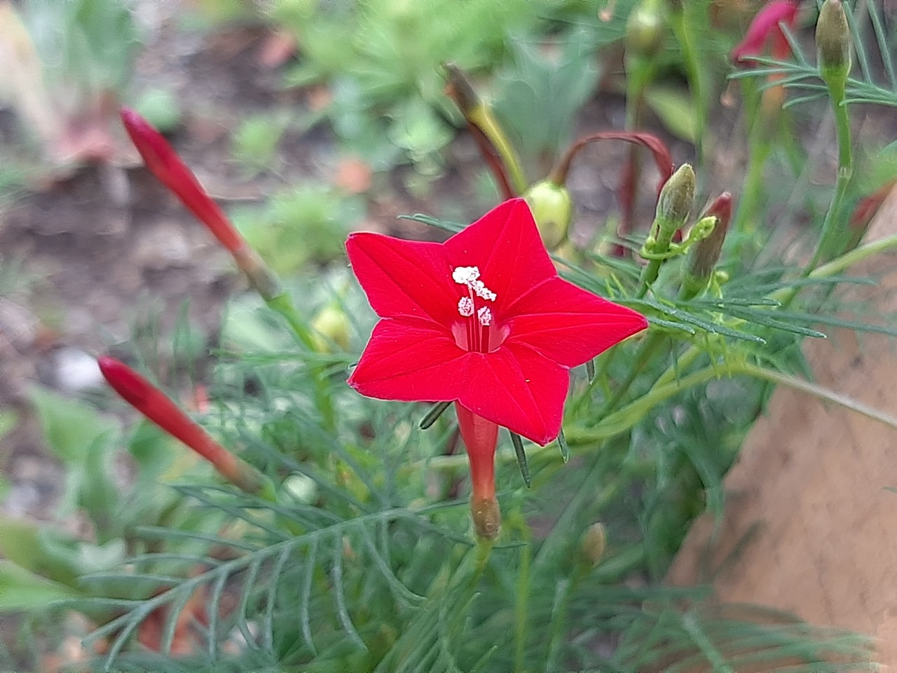 Ipomoea quamoclit