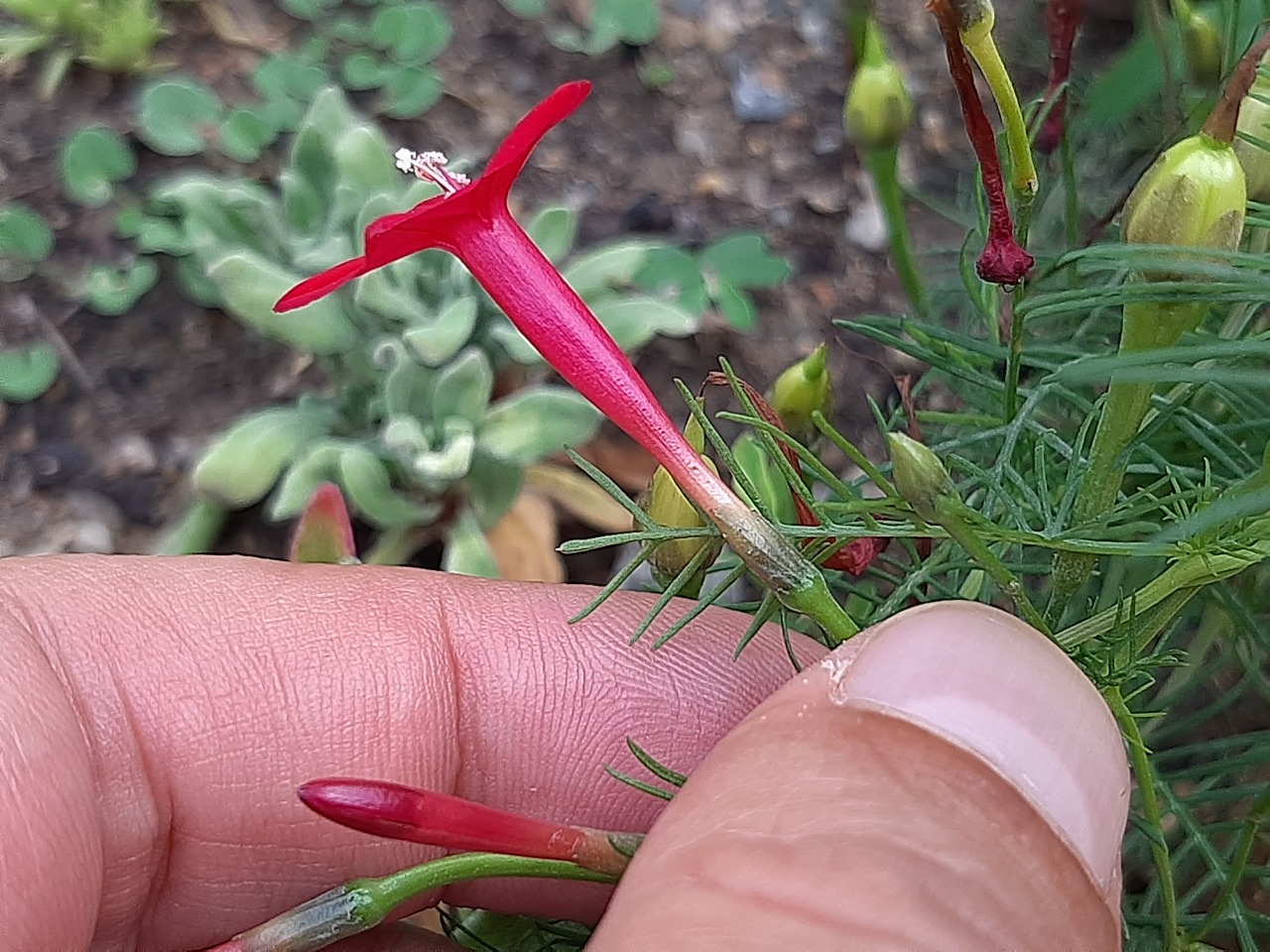 Ipomoea quamoclit