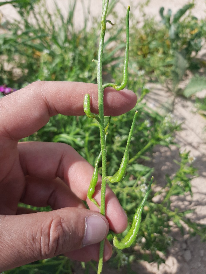 Chorispora purpurascens