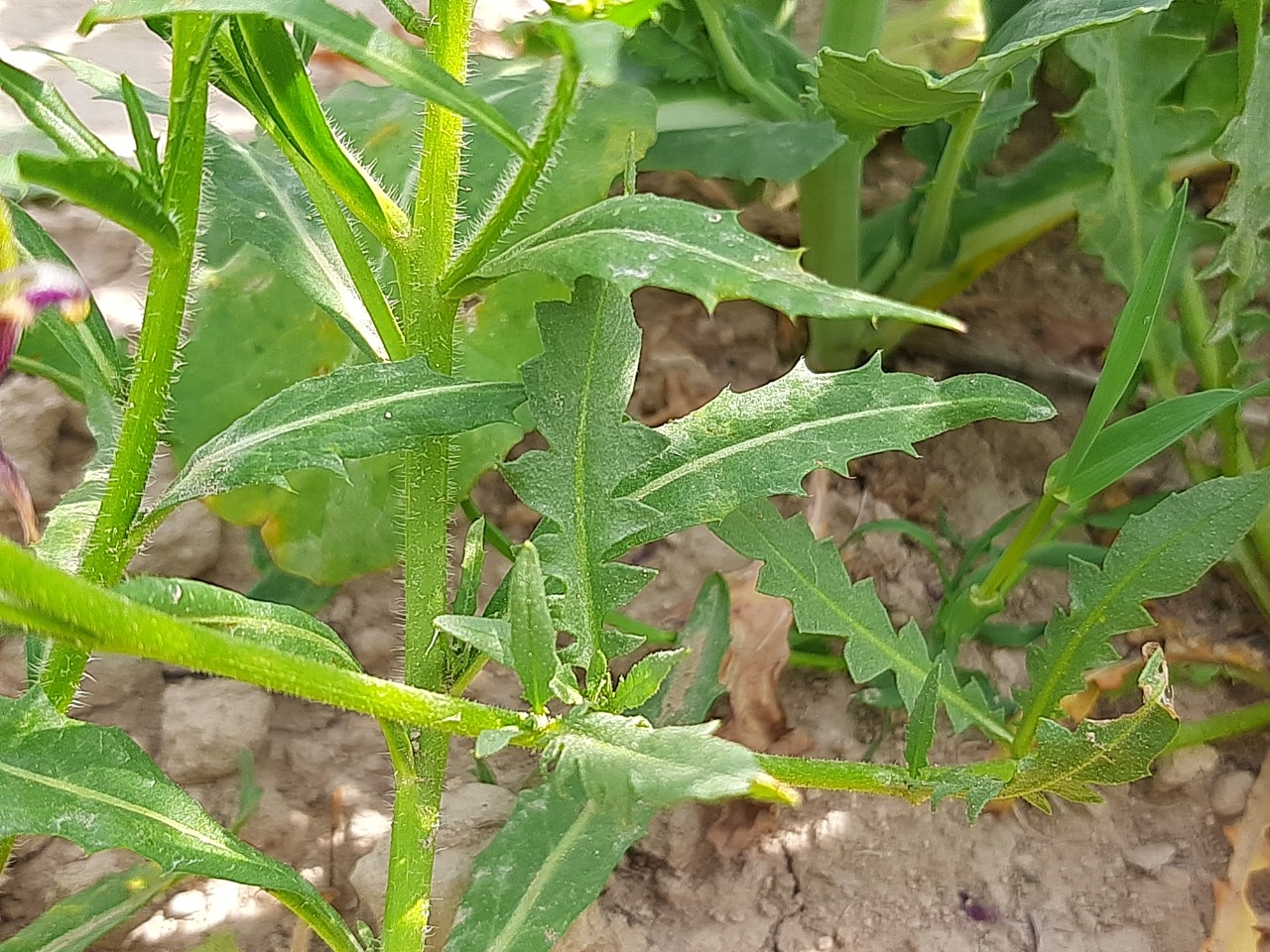 Chorispora purpurascens