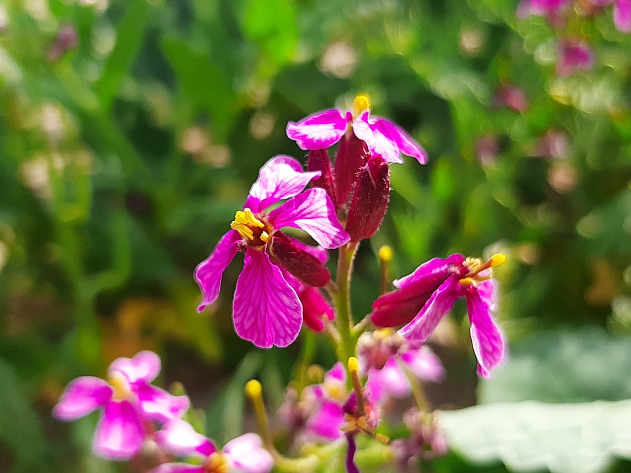 Chorispora purpurascens