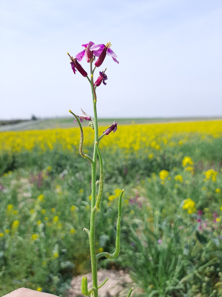 Chorispora purpurascens