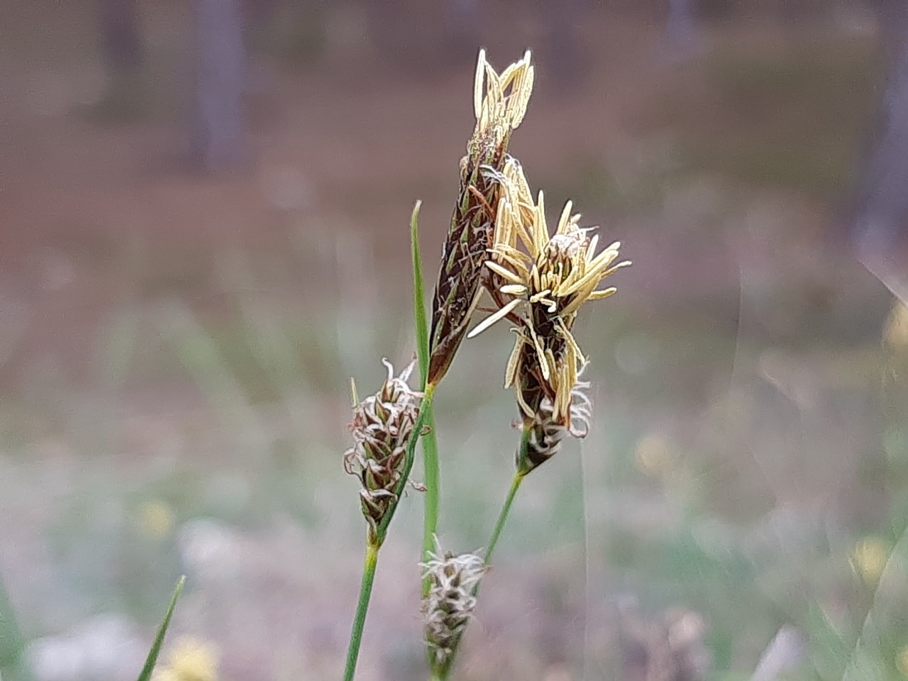 Carex divisa