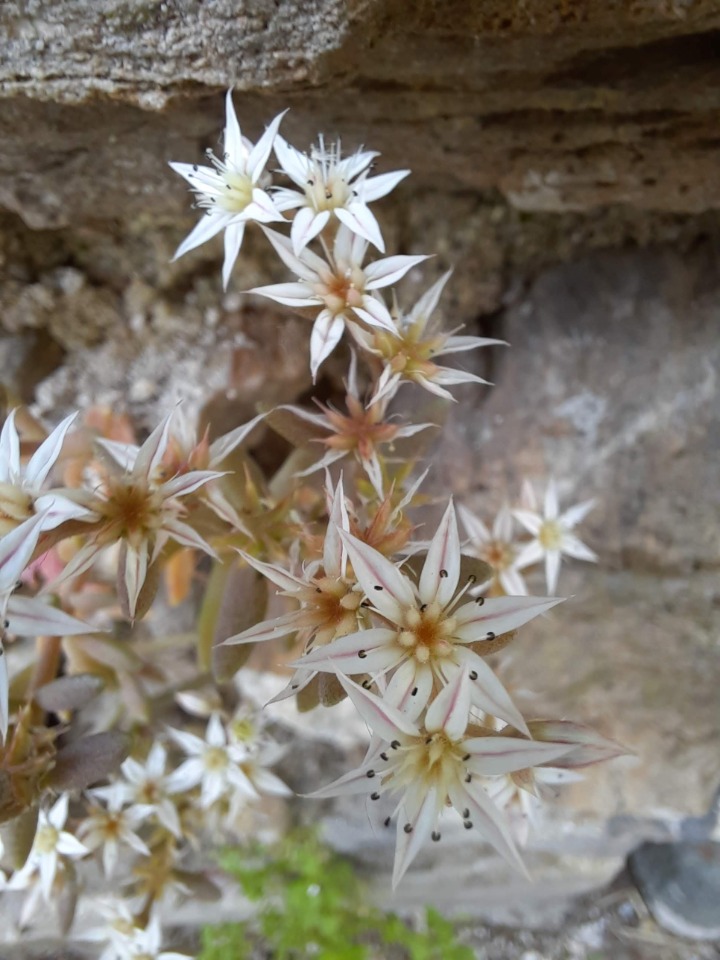 Sedum hispanicum