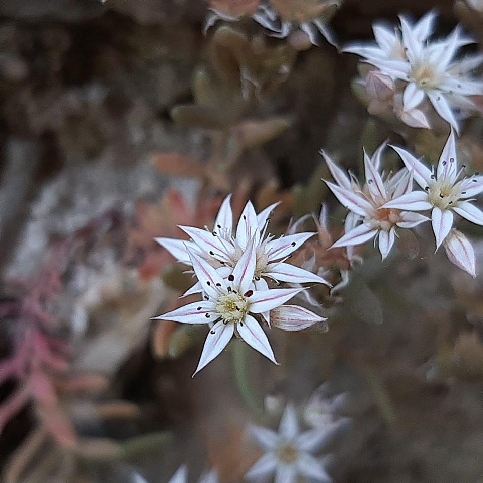Sedum hispanicum