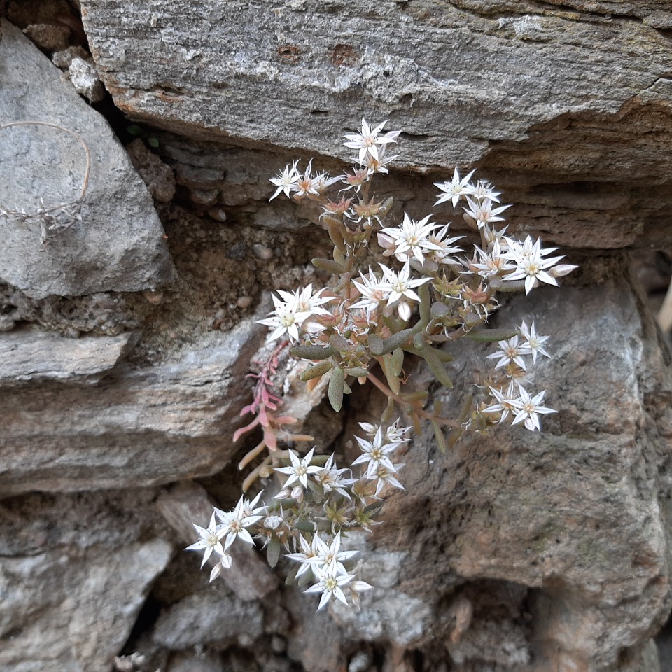 Sedum hispanicum