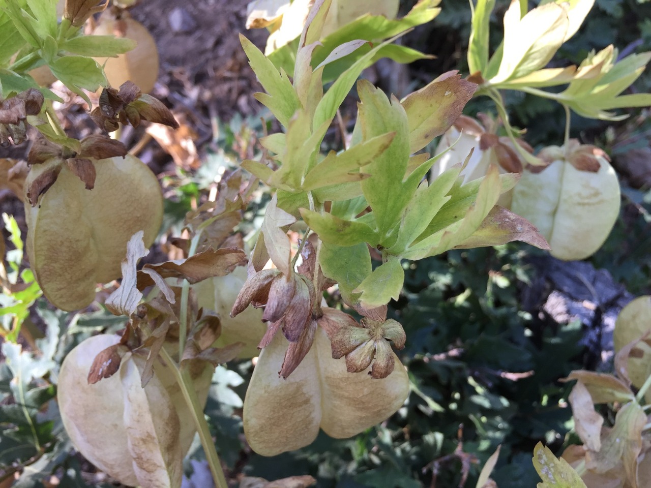 Helleborus vesicarius