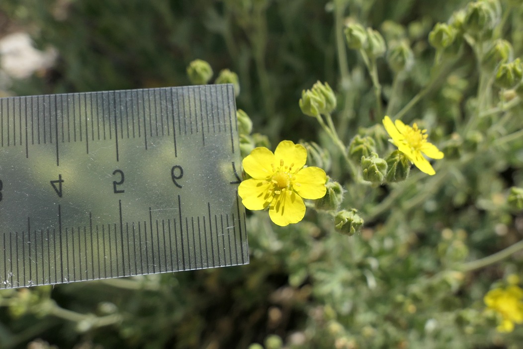 Potentilla inclinata