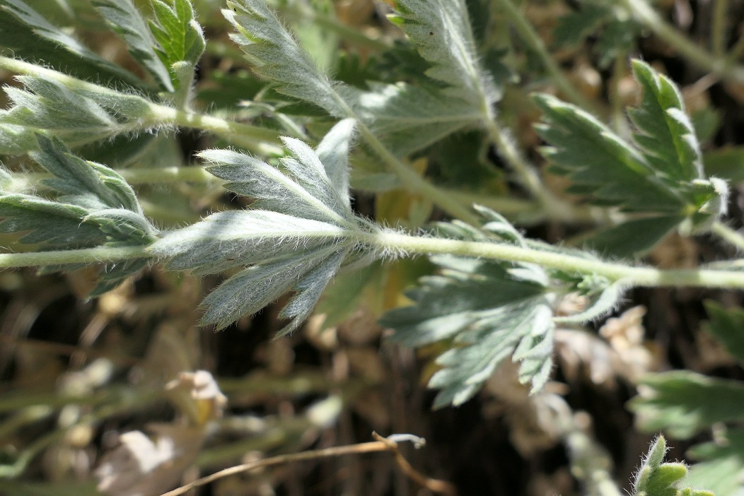 Potentilla inclinata