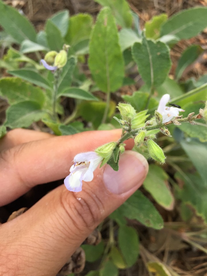 Salvia aucheri