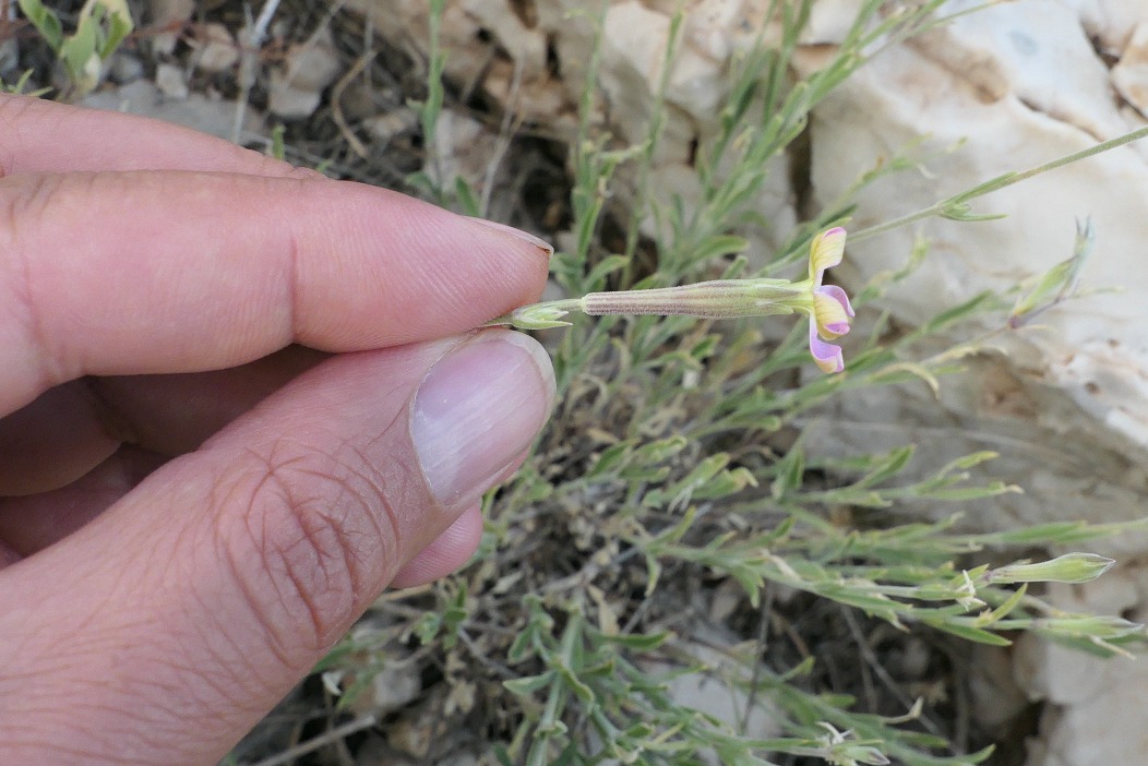 Silene nemrutensis