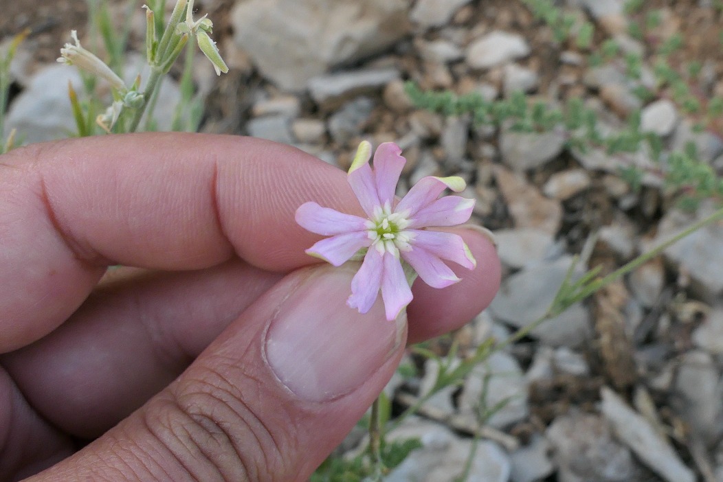 Silene nemrutensis