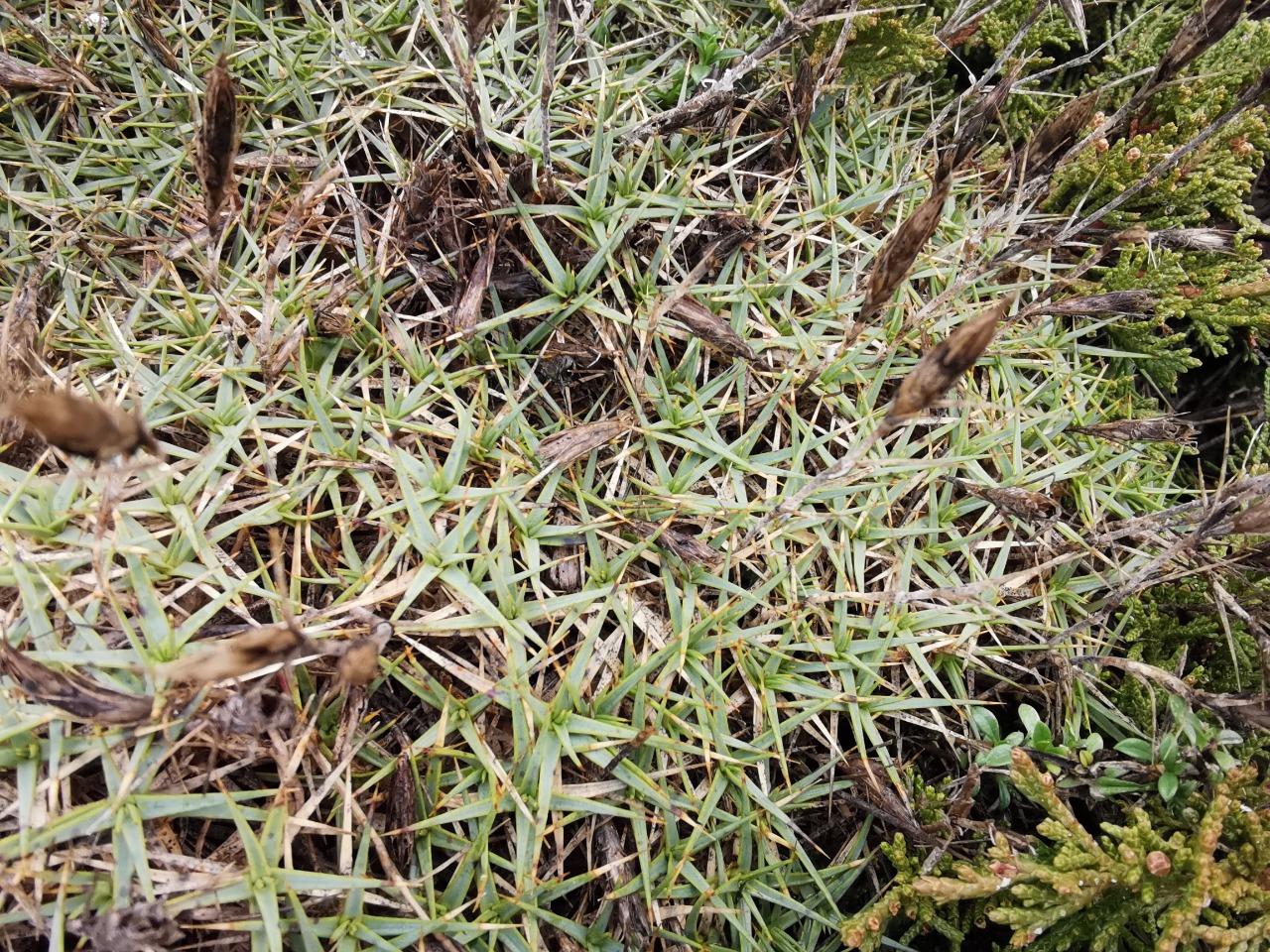 Dianthus erinaceus