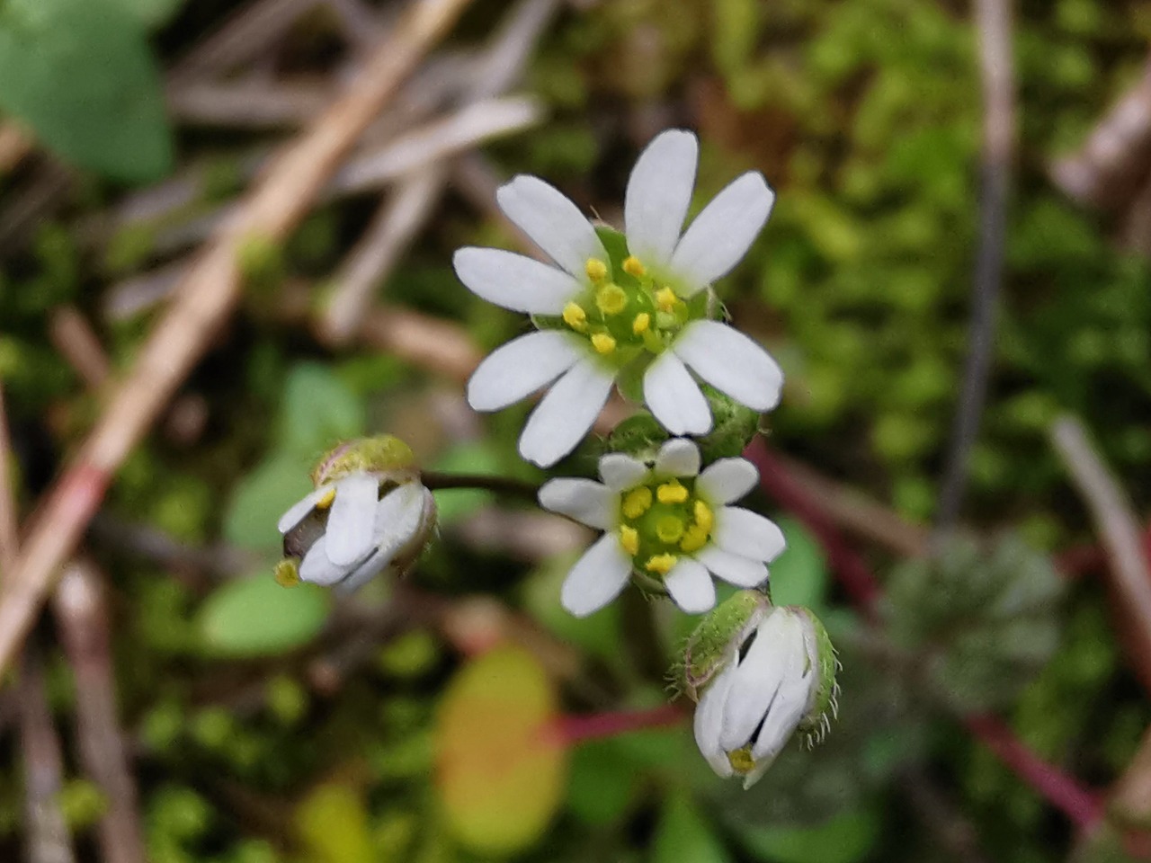 Draba verna