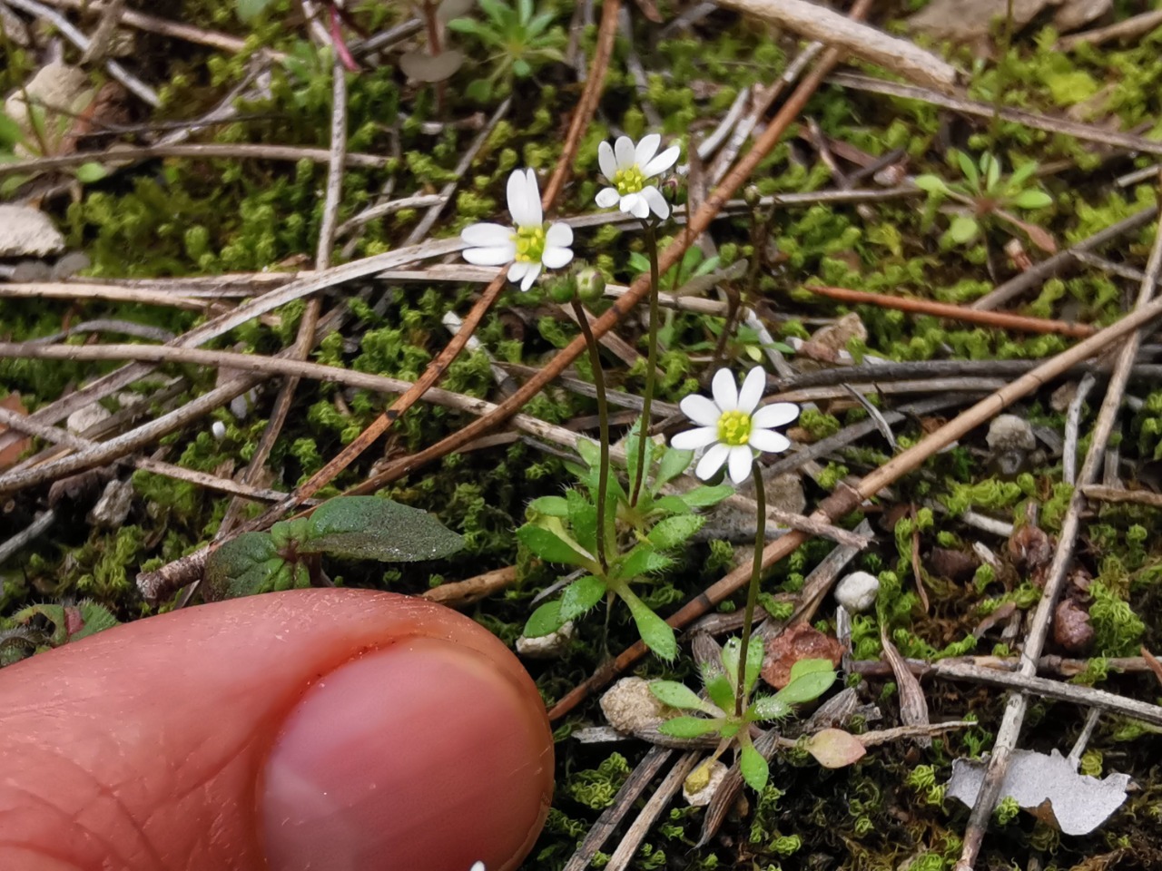 Draba verna