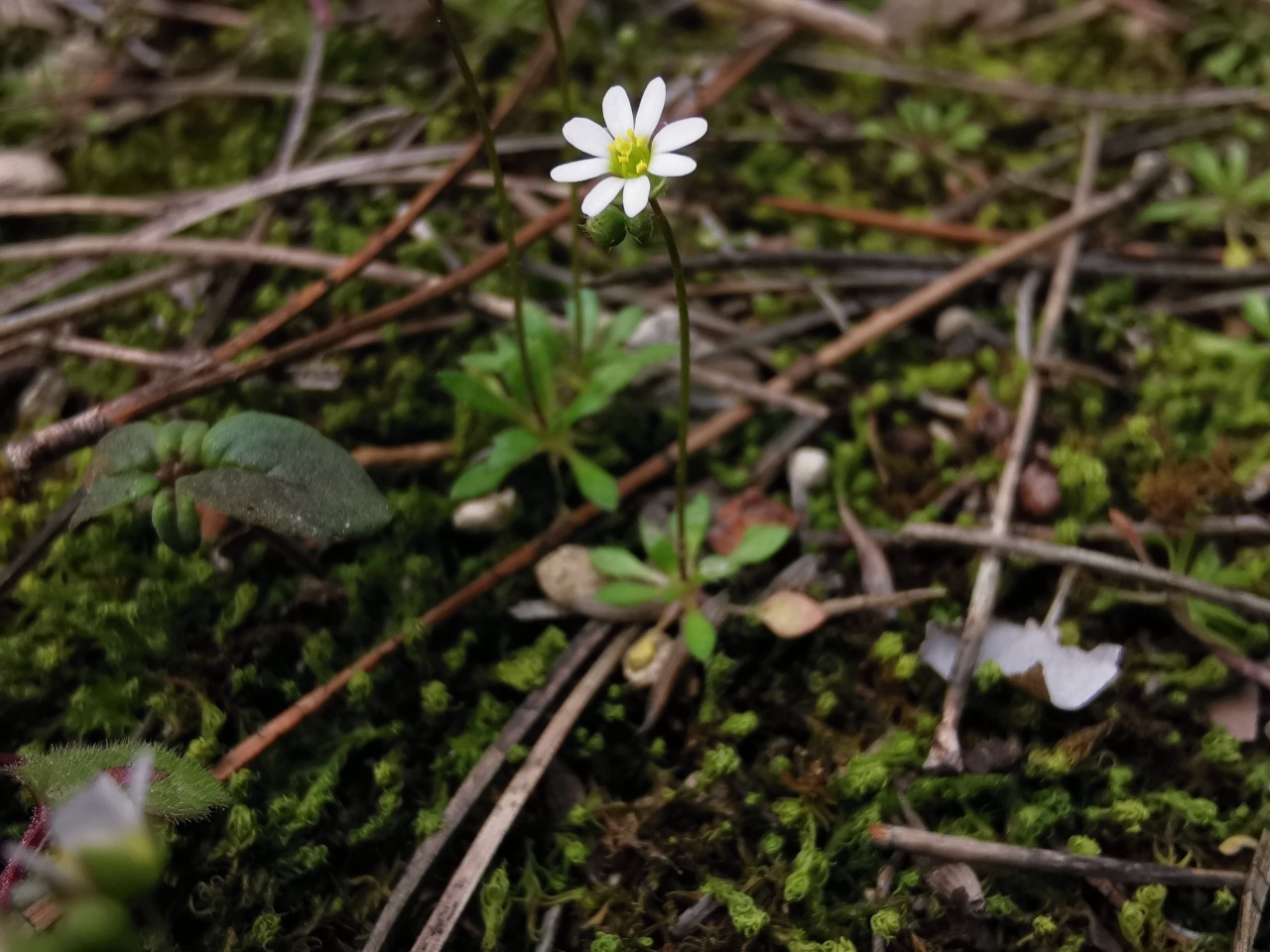 Draba verna