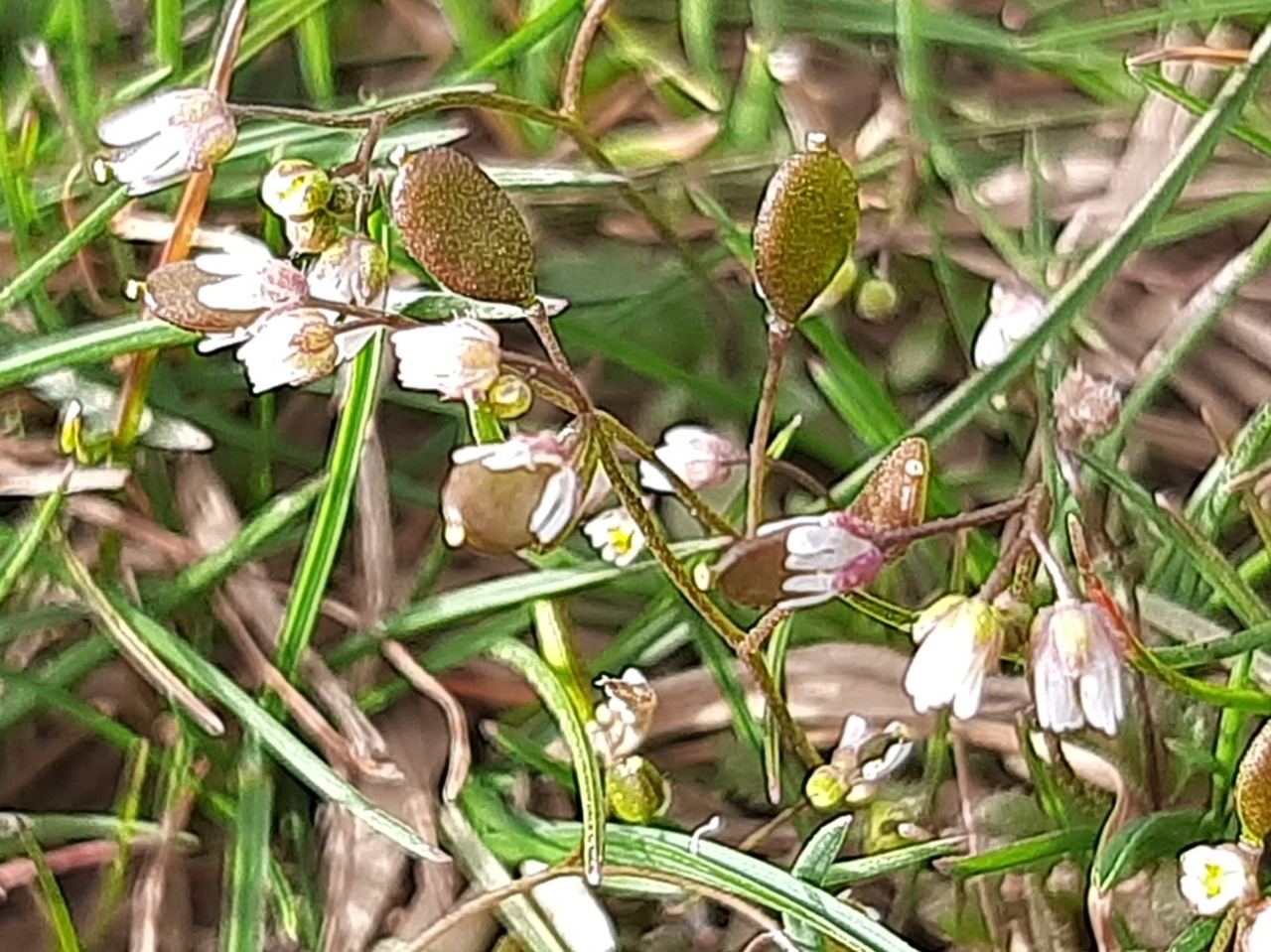 Draba verna