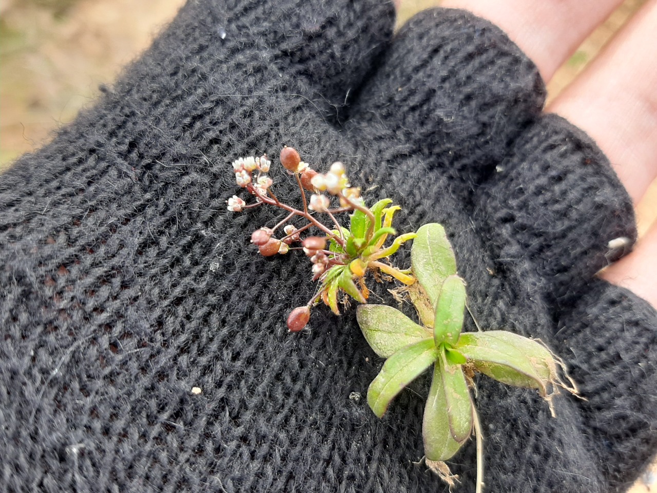 Draba verna