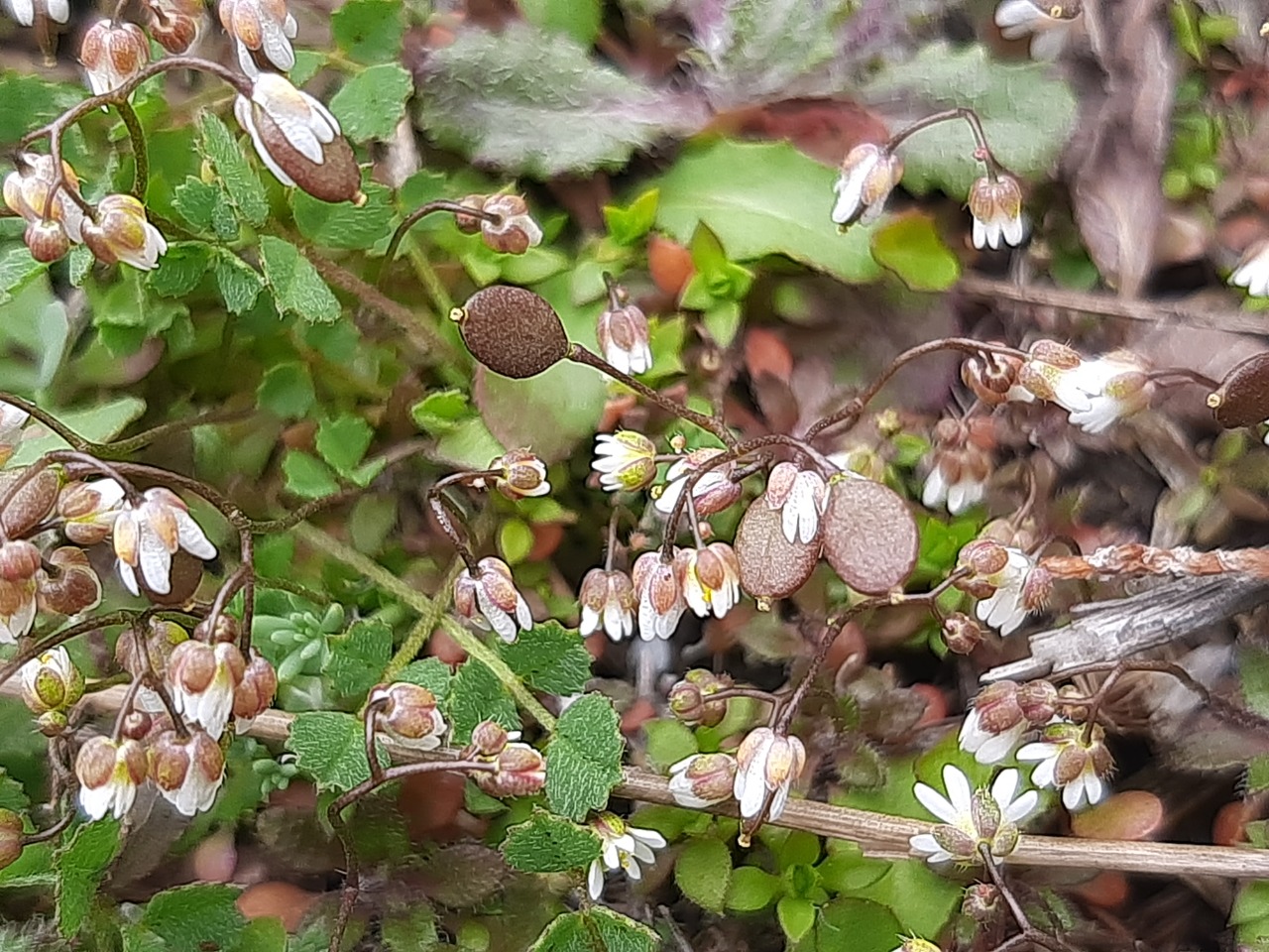 Draba verna