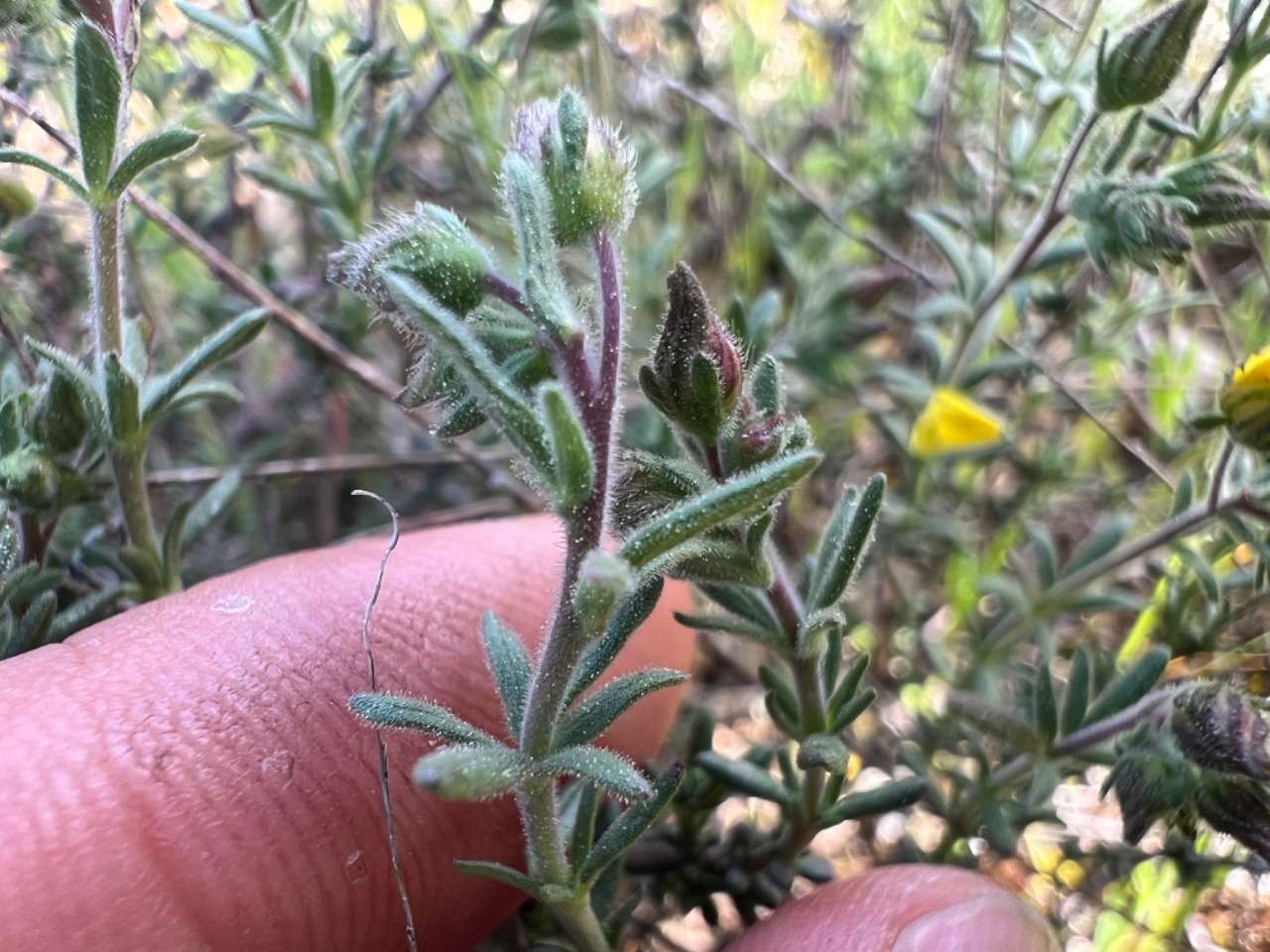 Fumana thymifolia