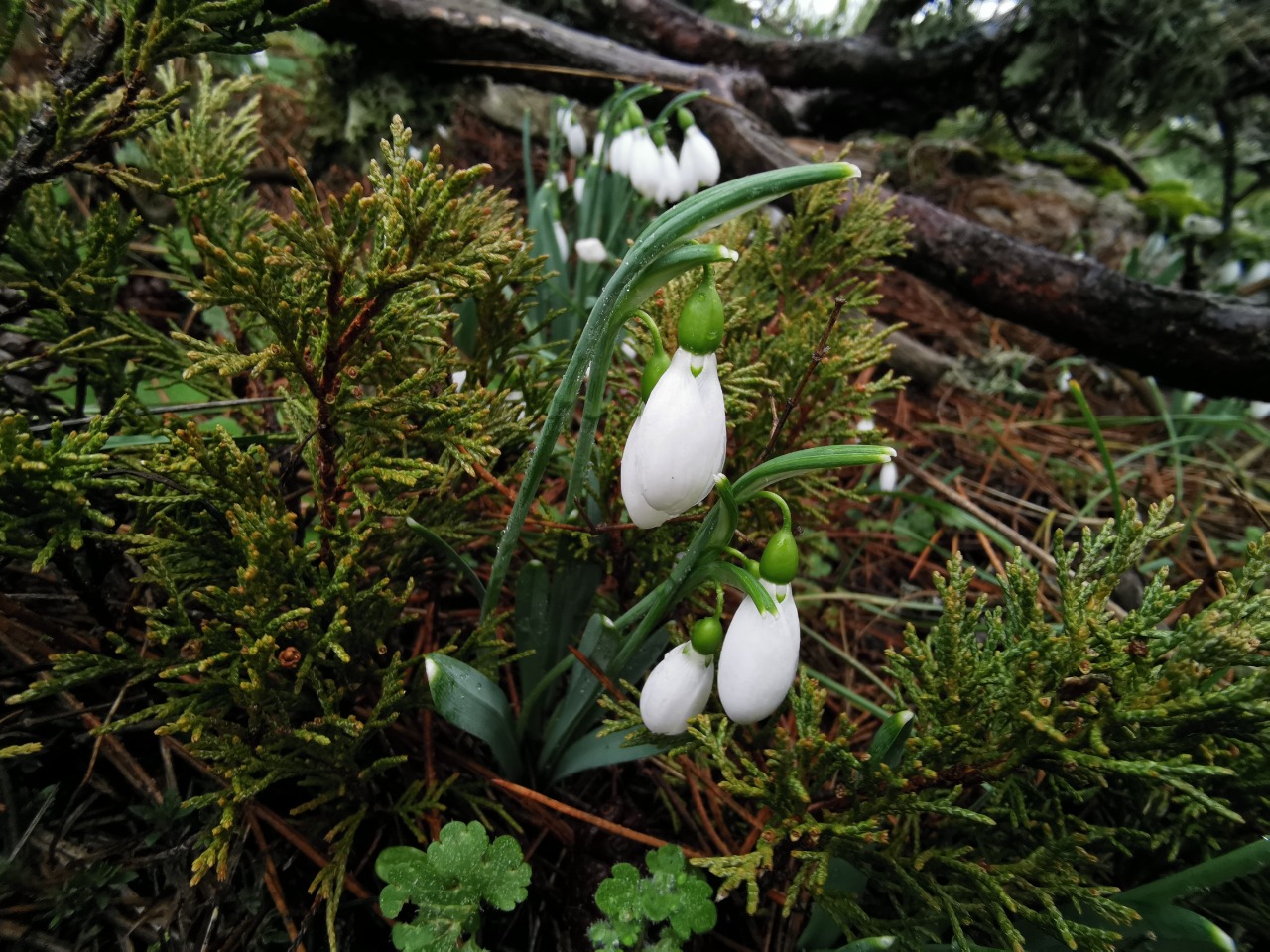 Galanthus gracilis