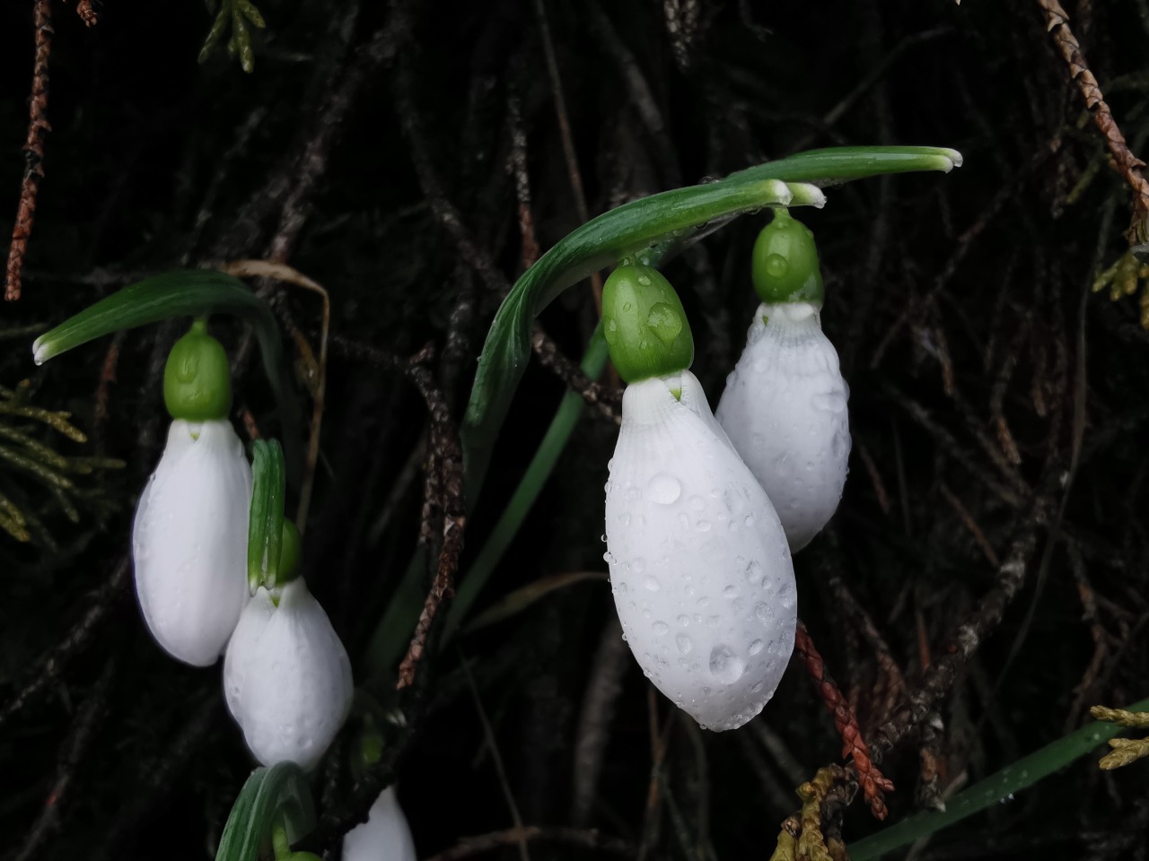 Galanthus gracilis