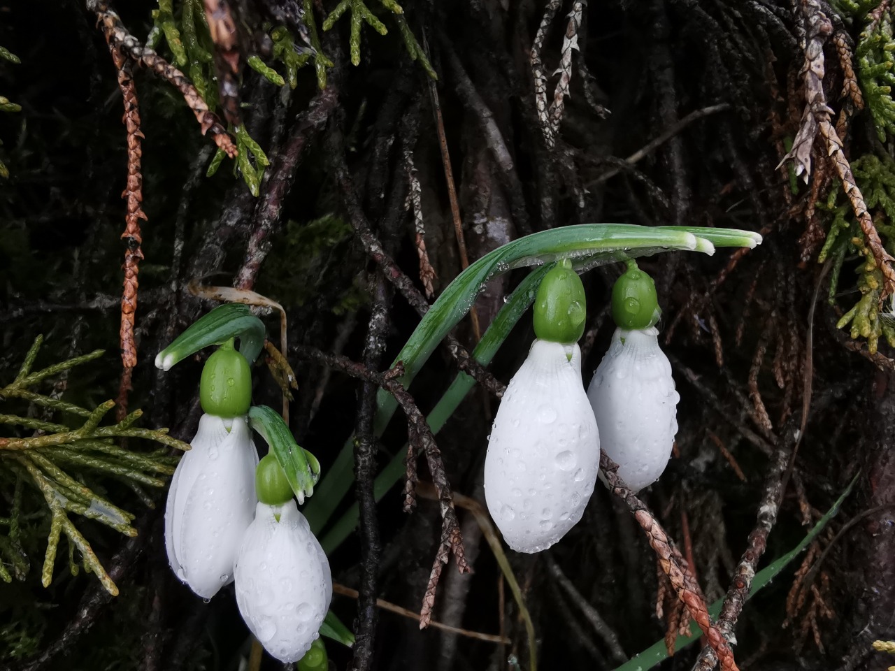 Galanthus gracilis