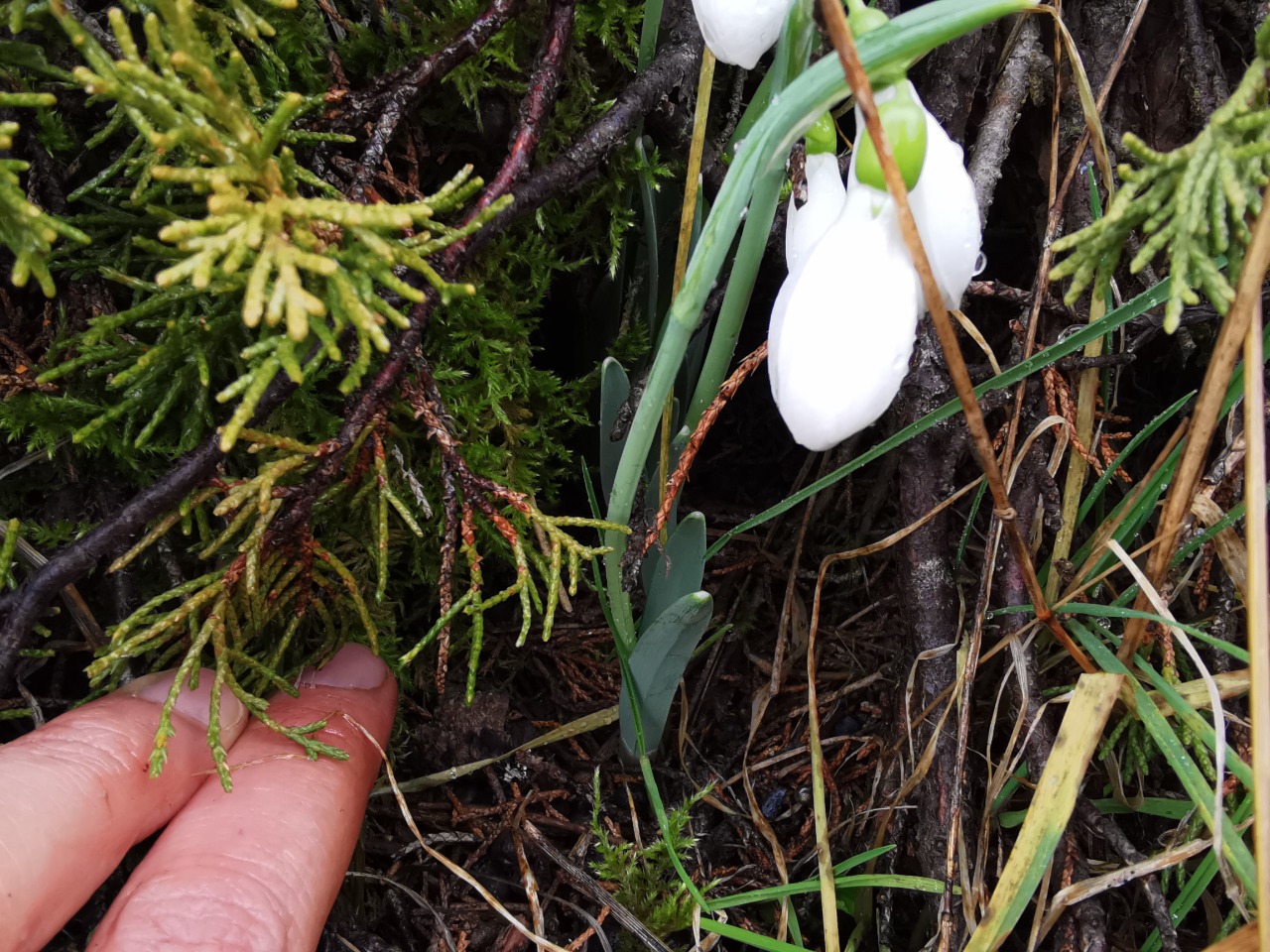 Galanthus gracilis