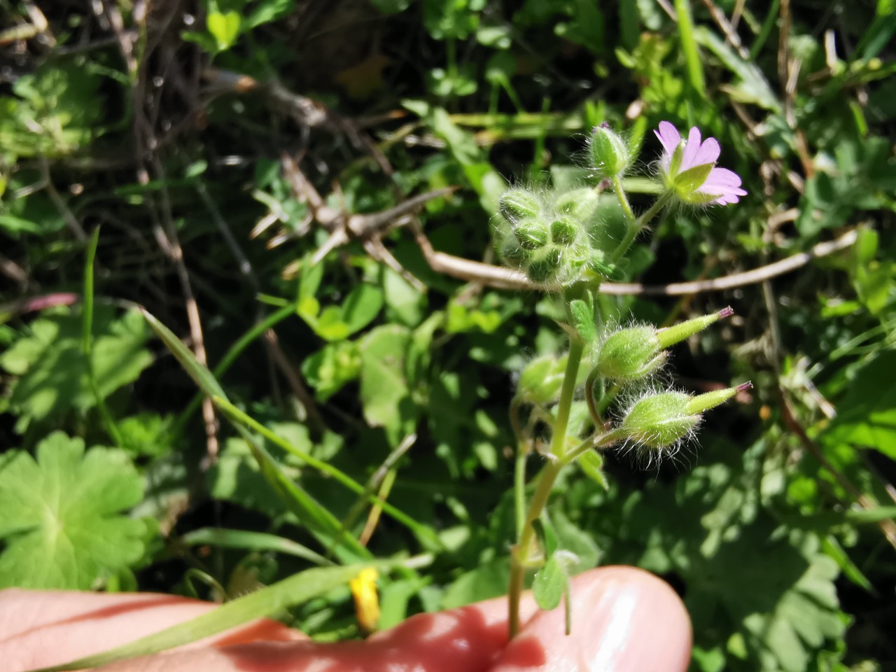 Geranium molle