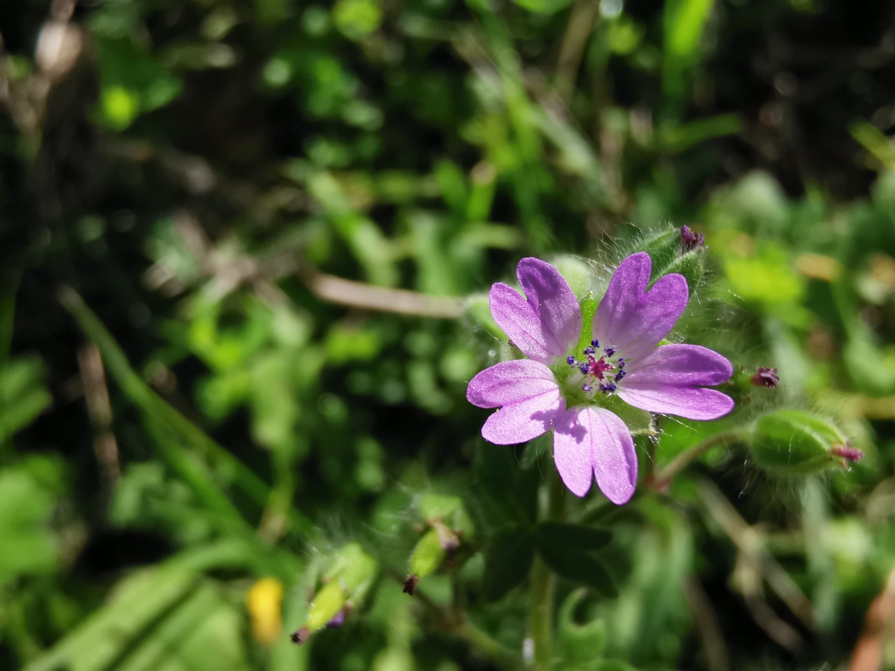 Geranium molle