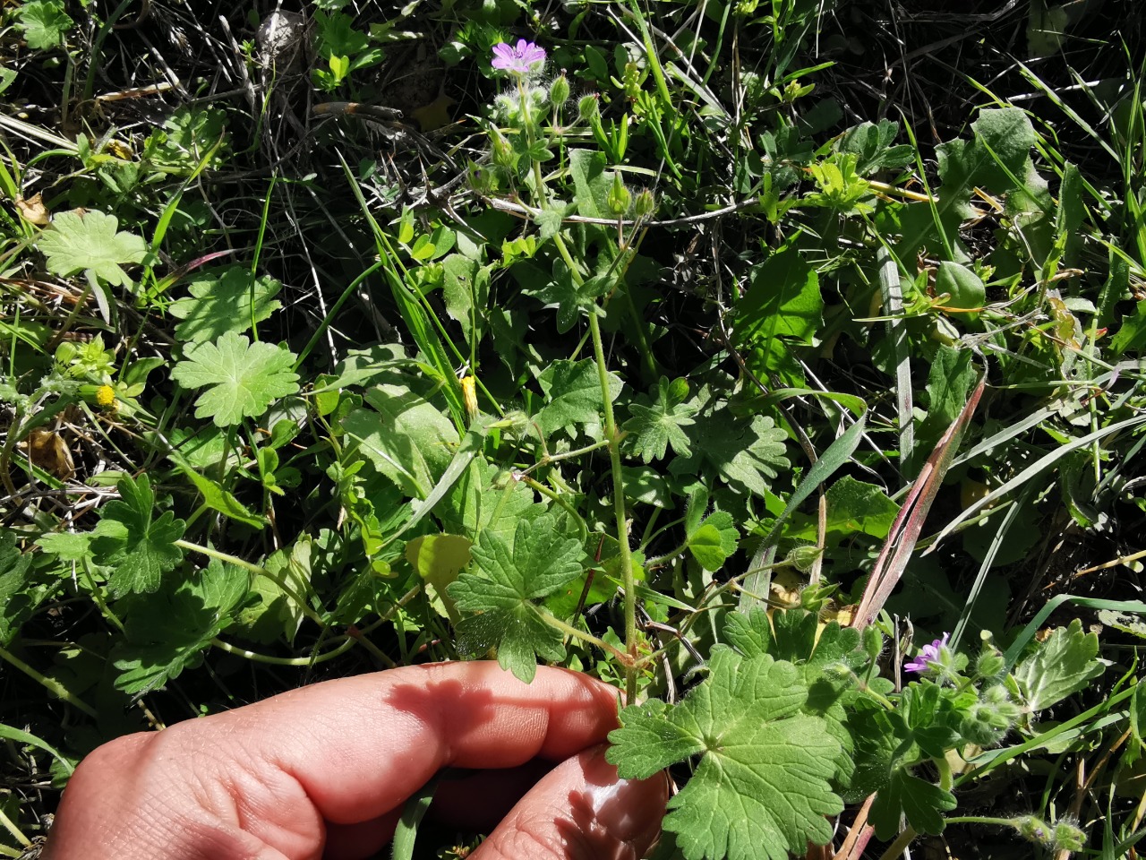 Geranium molle