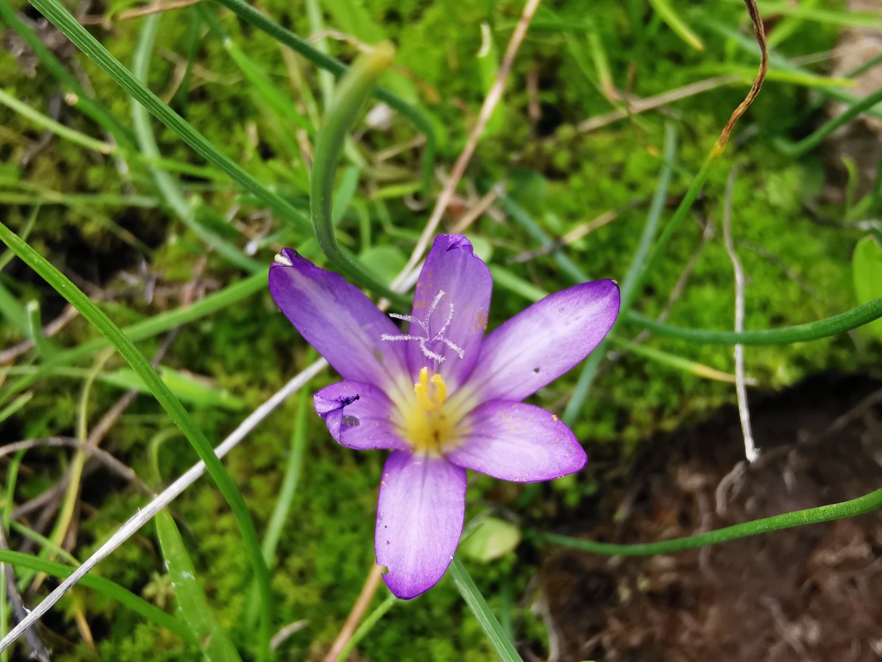 Romulea bulbocodium