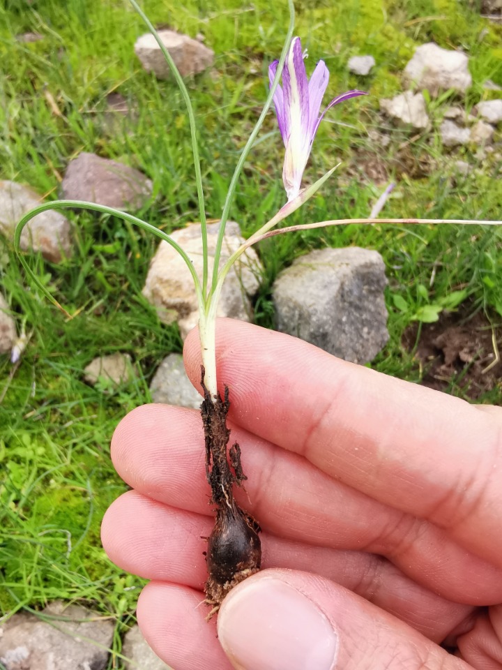 Romulea bulbocodium