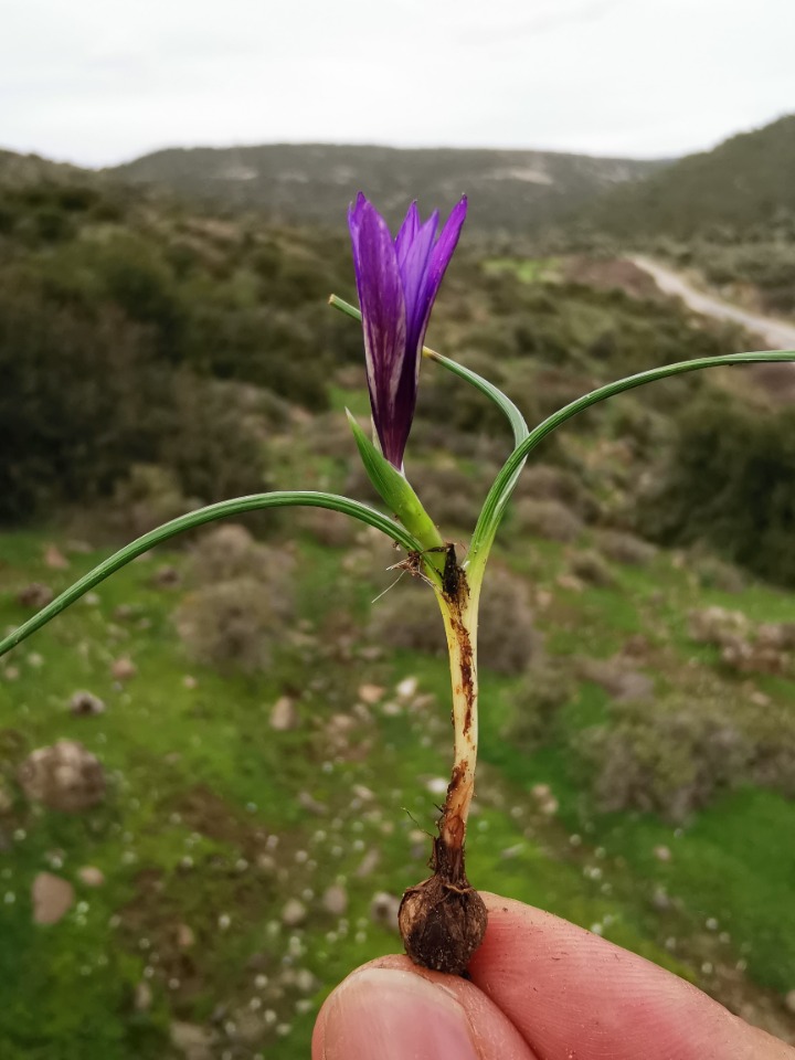 Romulea bulbocodium