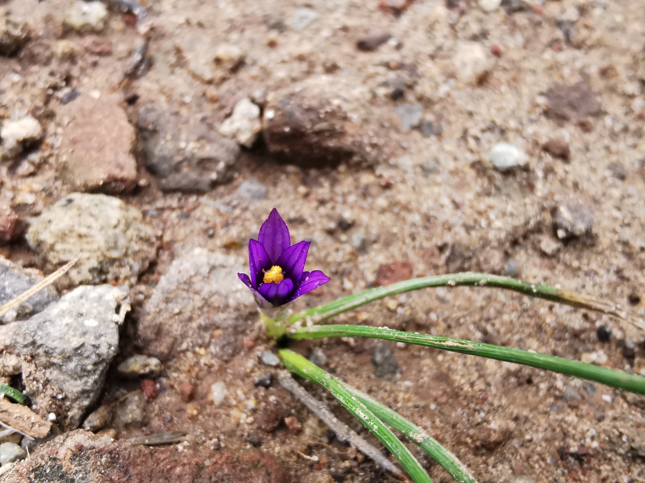 Romulea bulbocodium