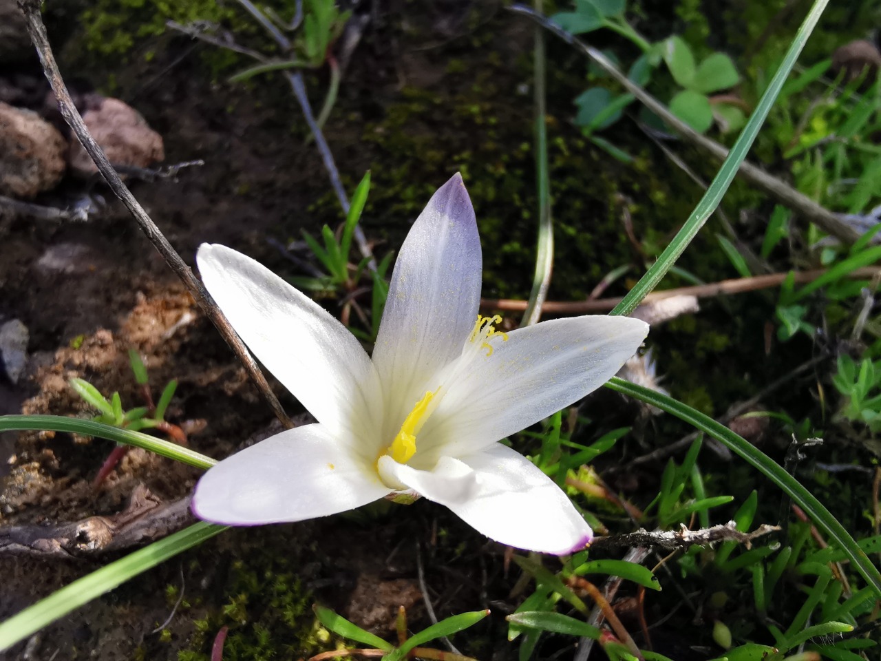 Romulea bulbocodium var. leichtliniana