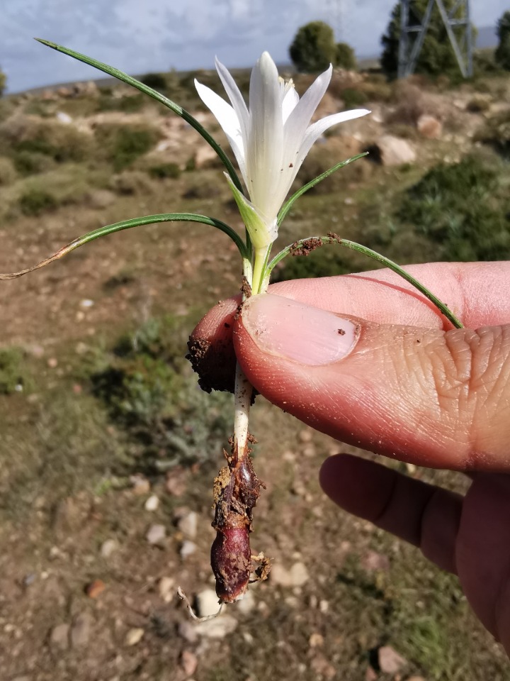 Romulea bulbocodium var. leichtliniana