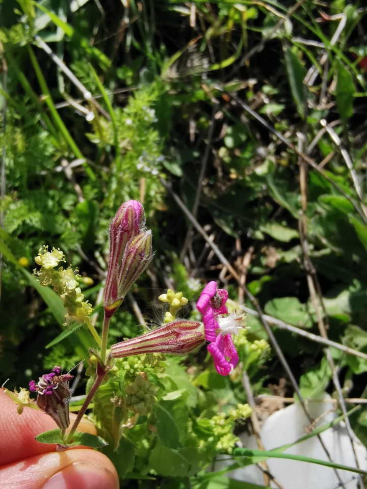 Silene colorata