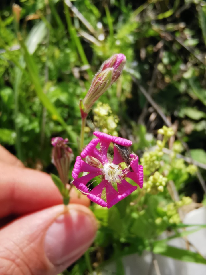 Silene colorata