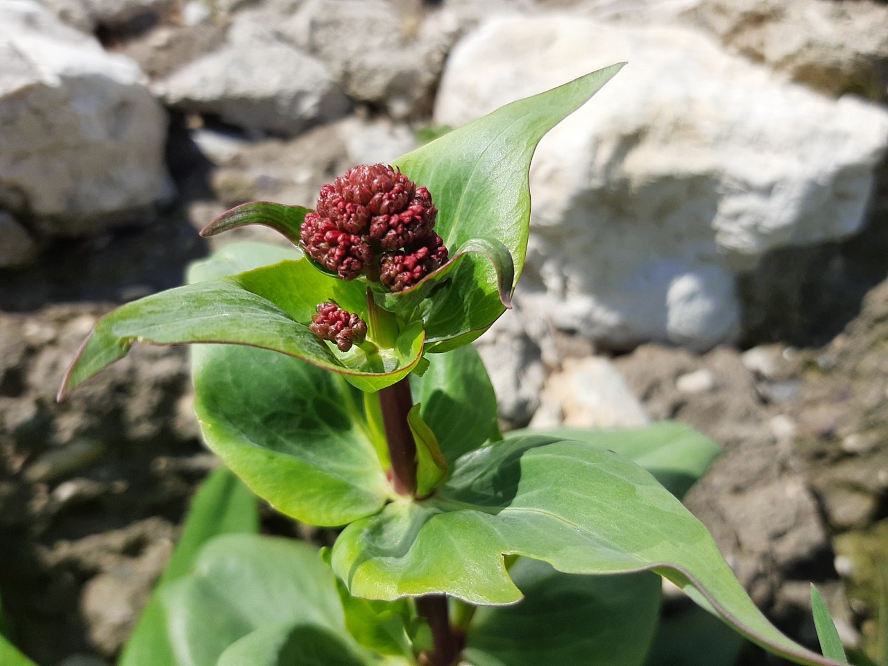 Centranthus ruber