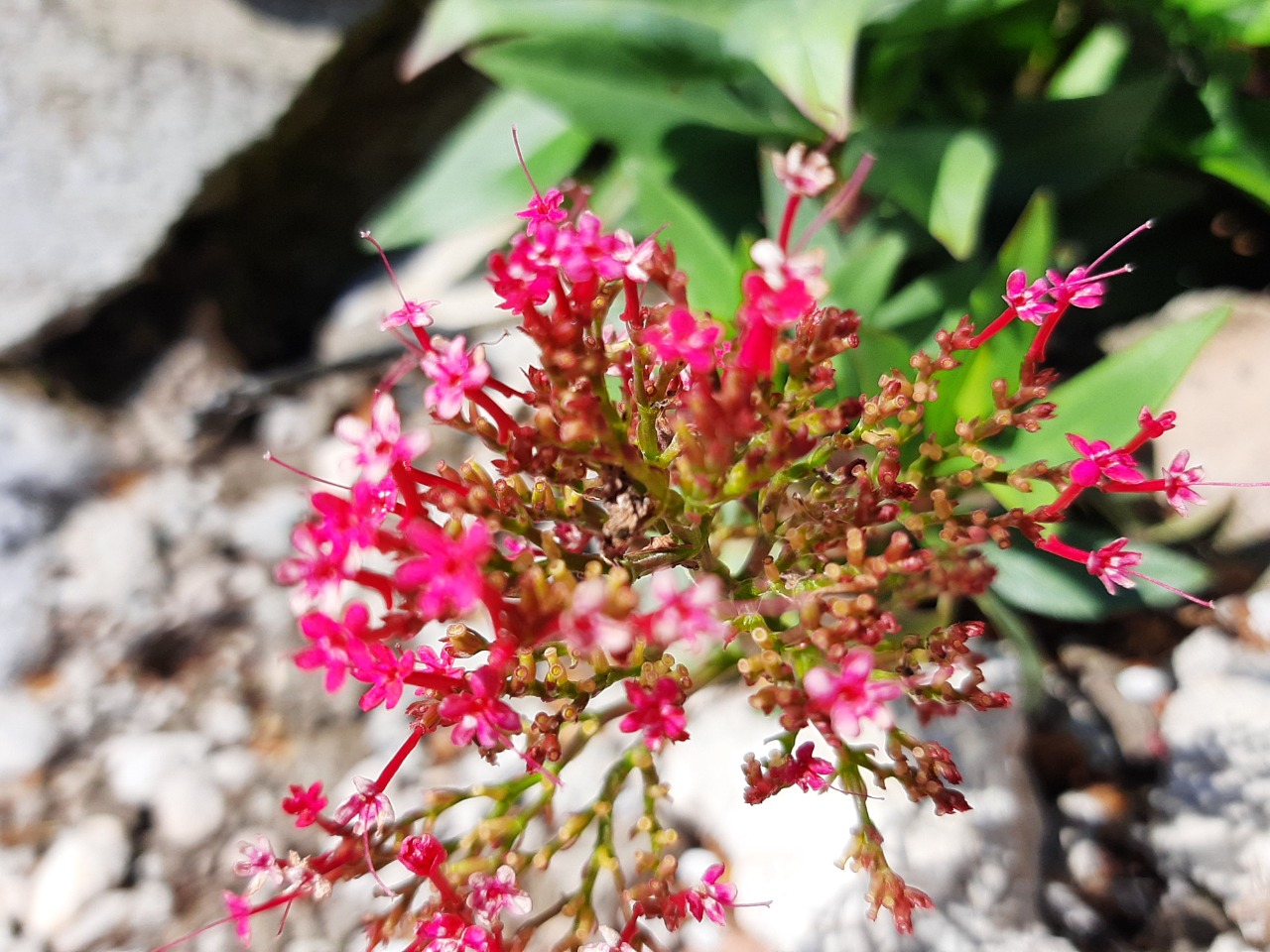 Centranthus ruber