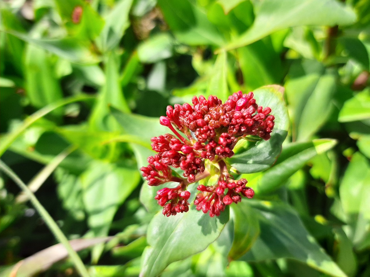 Centranthus ruber