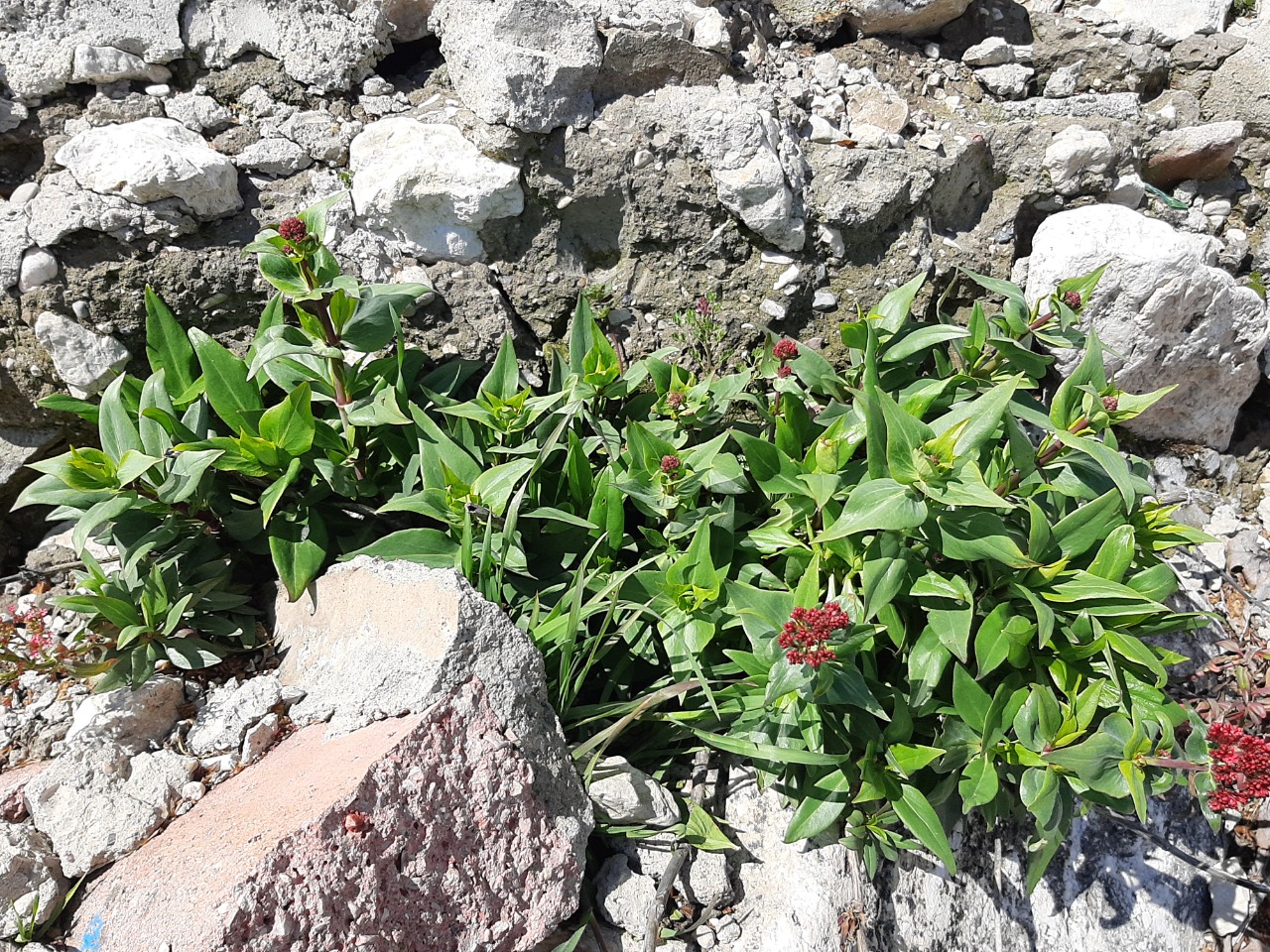 Centranthus ruber