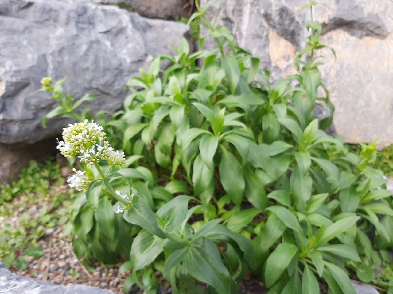 Centranthus ruber