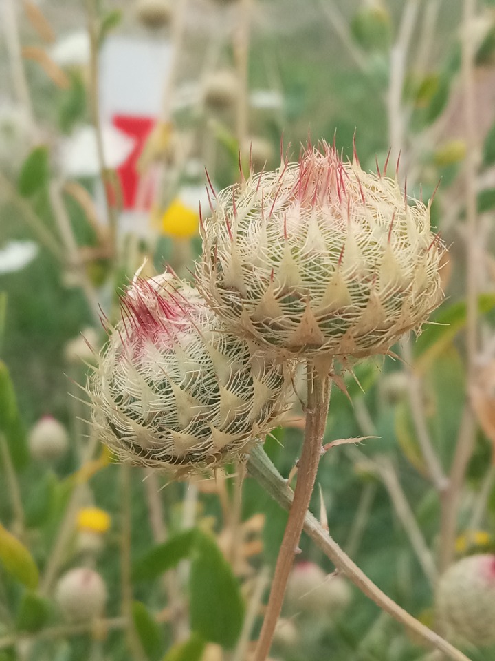 Centaurea balsamita